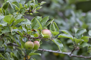 Branch of an apple tree loaded with apples.