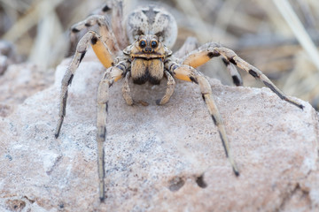 Lycosidae, wolf spider