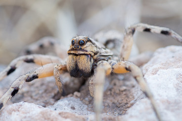Lycosidae, wolf spider