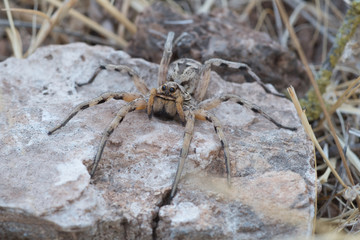 Lycosidae, wolf spider