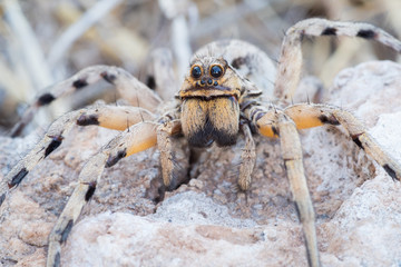 Lycosidae, wolf spider