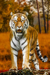 Fototapeta na wymiar Tiger in autumn forest. Tiger portrait