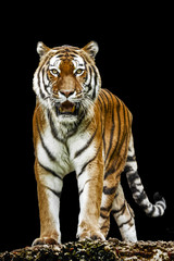 Obraz premium Tiger on black background