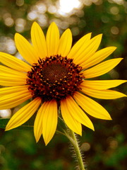 Close up of a single sunflower