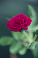 Rose Macro