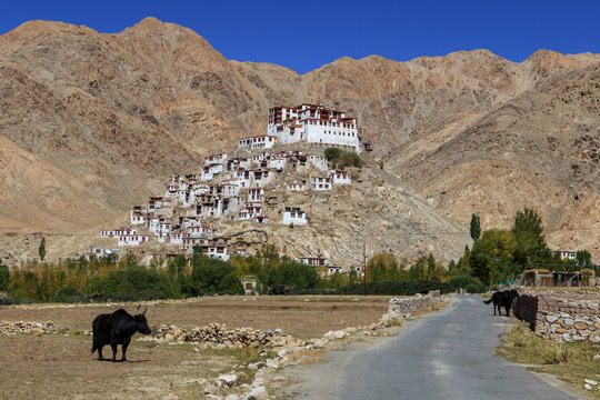 Gompa - Tibetan Buddhist monastery in Ladakh, North India. Road leading to Buddhist monastery with mountains and yaks. Beautiful landscape with Buddhist monastery of white and red colors.