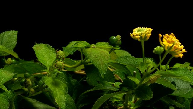 Time lapse of West Indian Lantana (Lantana camara) flowers blooming. Studio shot over black.