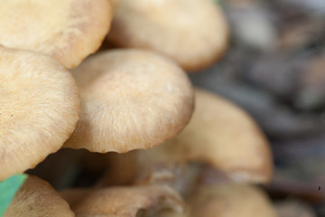 Mushrooms