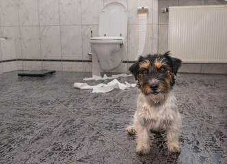 niedlicher Zerstörer Hund - Jack Russell Terrier
