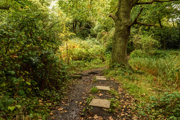 Footpath in the autumn forest