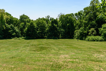 Green field surrounded by trees