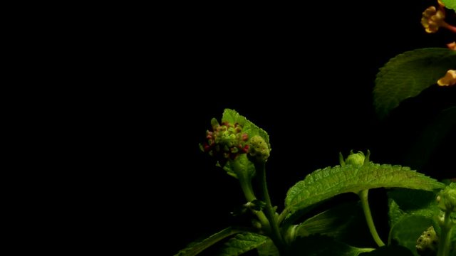 Time lapse of West Indian Lantana (Lantana camara) flowers blooming. Studio shot over black.