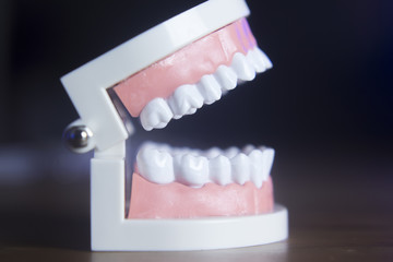 Dental teeth model