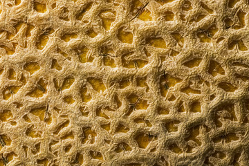 Cantaloupe skin, macro