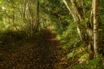 Obraz premium Footpath in the autumn forest