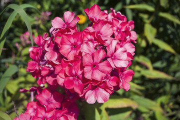 Flowers of purple phlox, close-up. 