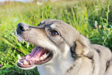Dog-grin
