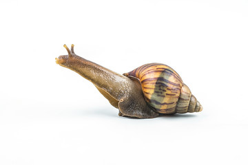snails on white background