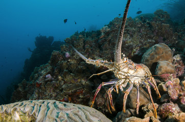 Underwater Life