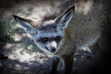 Bat eared fox