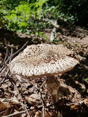 Parasol