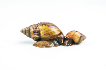 snails on white background  ,Can convey the love of family or Love between mother and child