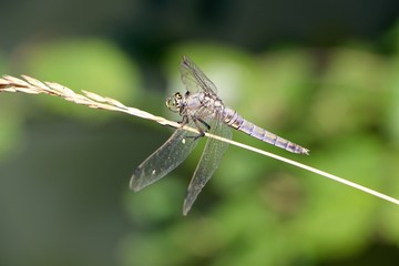 Libellule sur brindille