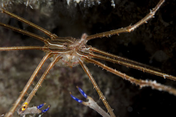 Underwater Life