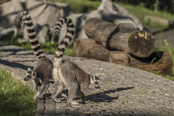 Lemur with striped tail in sunny evening