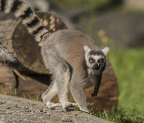 Lemur with striped tail in sunny evening