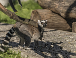 Naklejka premium Lemur with striped tail in sunny evening