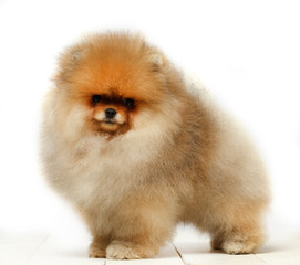 Pomeranian on white background, puppy, dog, isolated