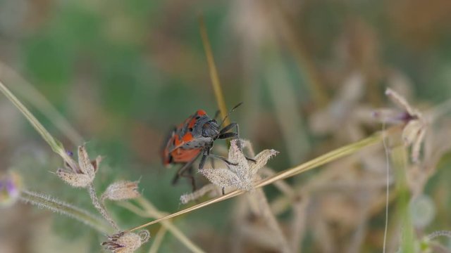 MIlkweed bugs mating