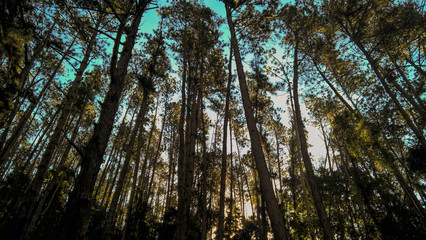 Fototapeta premium Forest of Passa Quatro