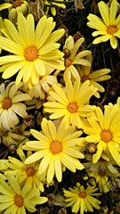 Yellow flowers