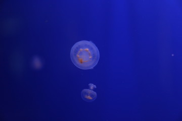 Obraz na płótnie Canvas medusa1