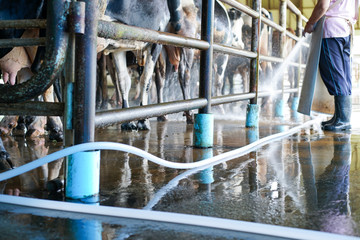 Worker cleaning floor and cowshed in the dairy farm - obrazy, fototapety, plakaty