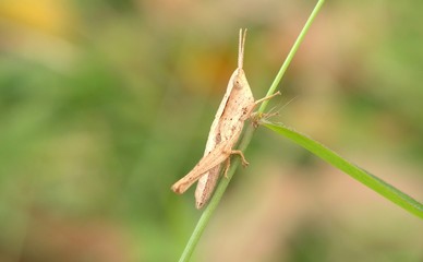 An insect macro photography on a flower