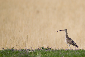 Long-Billed Cerlew
