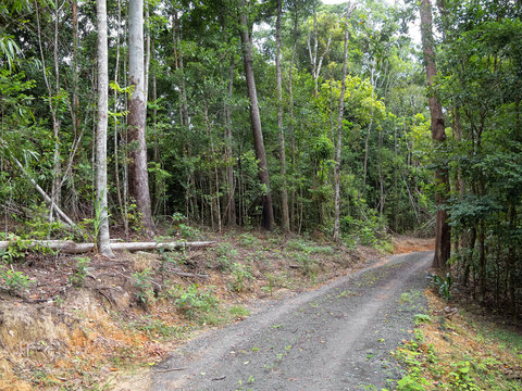 Gravel road in rainforest