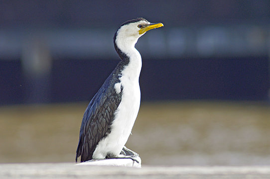 Australian Pied Cormorant Profile