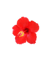 Hibiscus flower on a white background