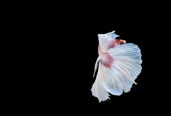 white betta fish