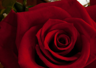 Red Rose of Love