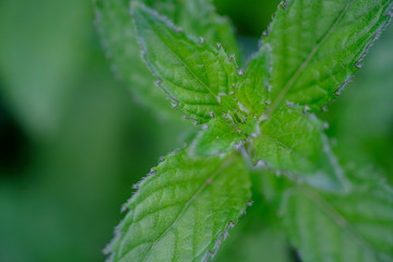 Peppermint or mint leaves