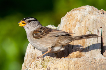 Sparrow Bird