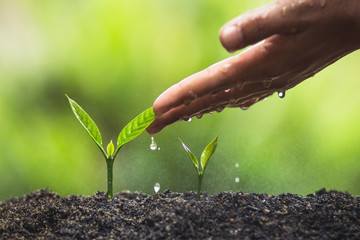 plant a tree natural background Plant Coffee seedlings in nature green fresh 