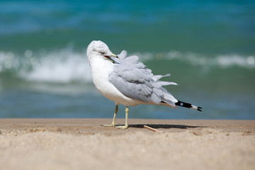 closeup of a seagull (laridae)