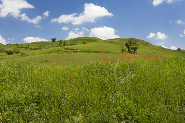 Fototapeta na wymiar Green hills with poppyseed flowers 