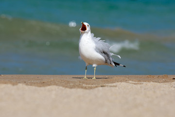 closeup of a seagull (laridae)